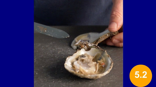 Delaware Bay Oysters- 5.2