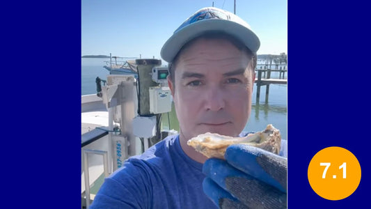 Chincoteague Oyster- 7.1