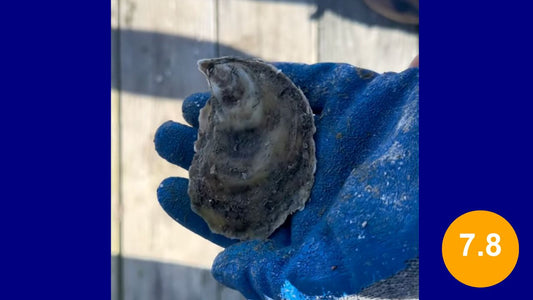 Watch House Point Oysters- 7.8