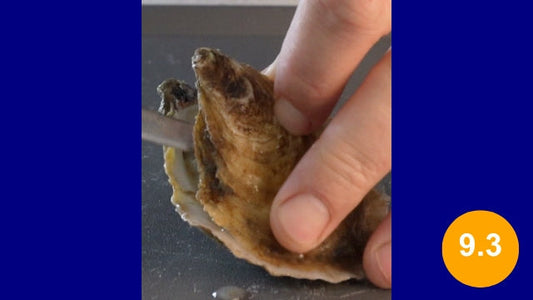 Bay Water Brine Oysters - 9.3